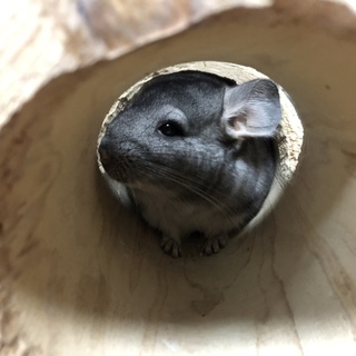チンチラ里親募集‼️