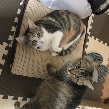 座椅子の取り合い中パシャ！…ん？