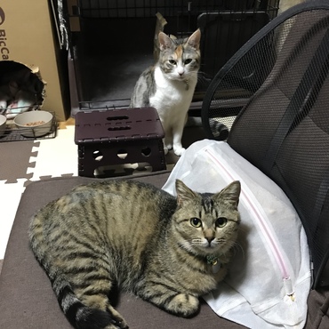 座椅子の勝者、ルナ！