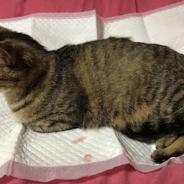 陣痛来ないのに、おしるし？汗