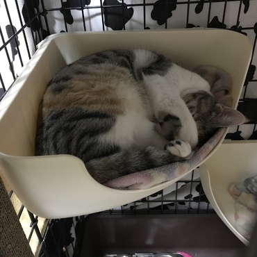 ルナとも赤ちゃんともまだ会えず、寂しくさせてごめんね。