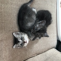 チョロギちゃんチロルちゃん