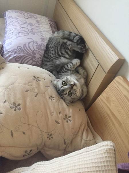 甘えん坊猫の里親募集です サムネイル2