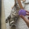 甘えん坊猫の里親募集です サムネイル3