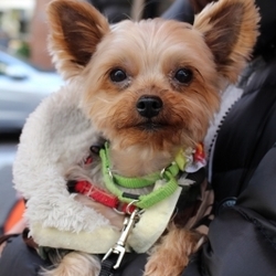 麻布十番いぬねこ里親会 サムネイル2