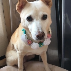 麻布十番いぬねこ里親会 サムネイル3