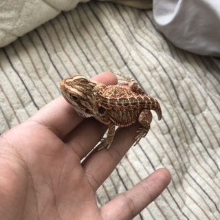 爬虫類に詳しい方…どうかお助けください。