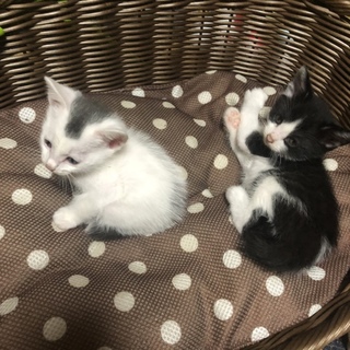 里親さん募集しています！