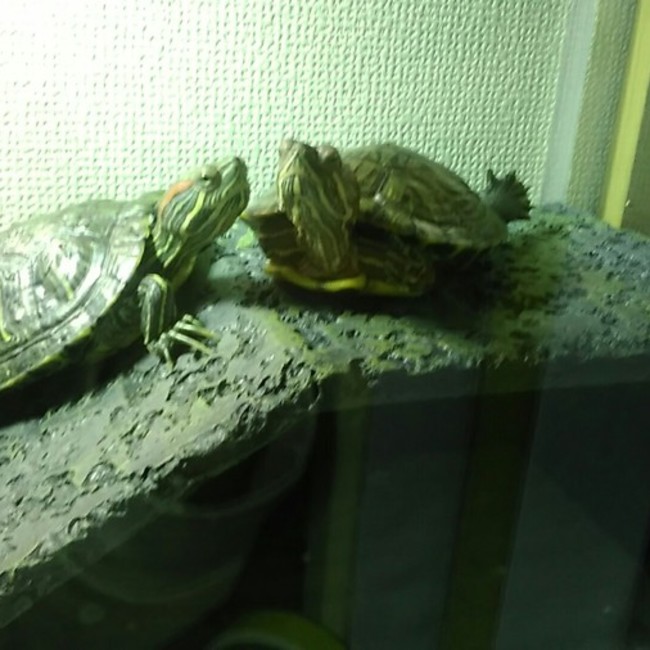 夜刀神 闇のカバー写真