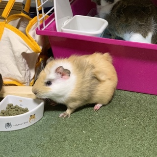 里親募集！3月産まれ♡