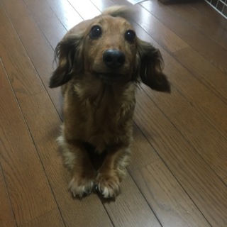 里親募集してます。