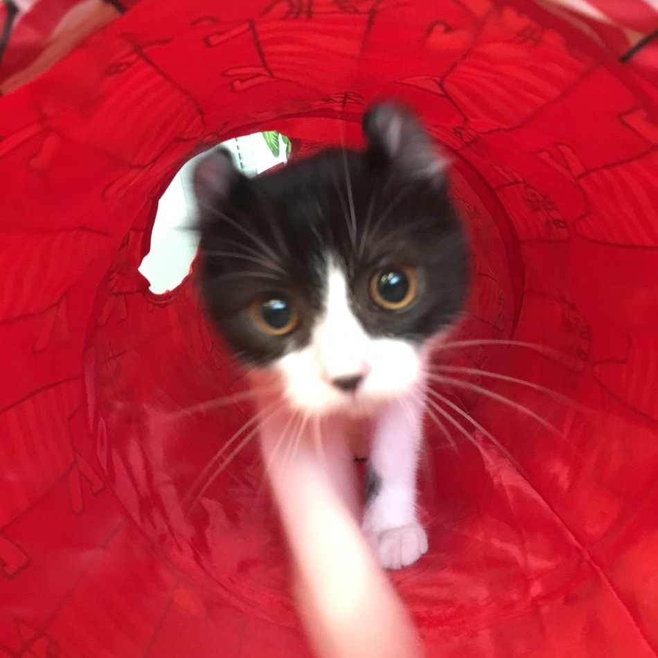 モコのカバー写真