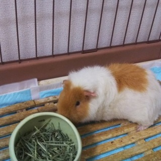 8ヶ月、オスのテディモルモットの里親様募集
