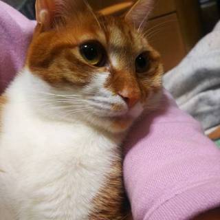 新しい家族が見つかりました！