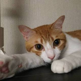 一部屋飼い限定★イケメン超甘えた・お話し可