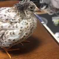 ピートン
