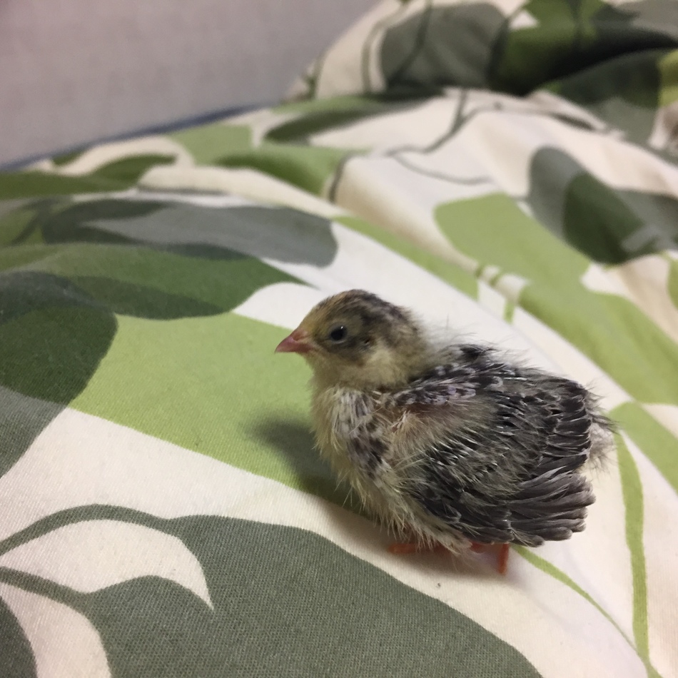 ピートンのカバー写真