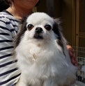 チワワ　オチムシャちゃん　100