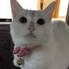 ゆきはな‪⸜(*ˊᵕˋ* )⸝‬