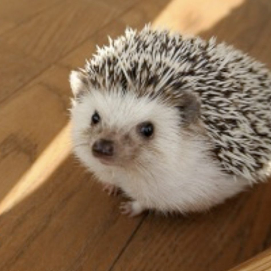 ハリーのカバー写真