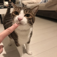 チャチャ