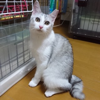 おっとりふわトゥル美人姉妹！18年8月生 白グレー