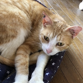 動画あり、TNR予定で保護した茶トラのきなこさん！