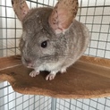 チンチラ里親募集！