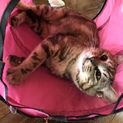 動画あり避妊手術した生後半年のキジ猫の女の子