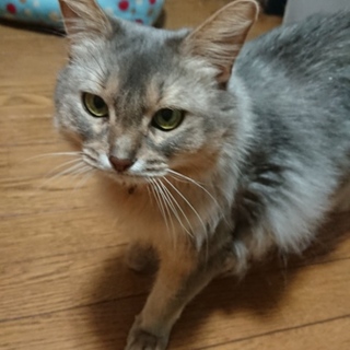 鳴き声が綺麗です。