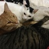 の写真