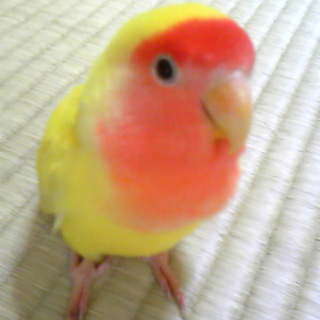 ラブバード（コザクラインコ）ピンク＆イエロー