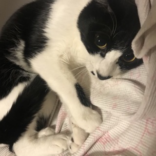 ナデナデされるの大好き！タラちゃん☆約1歳