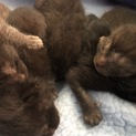 子猫の里親募集ですm(*_ _)m