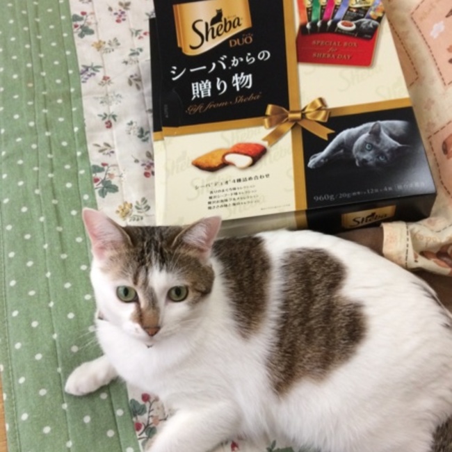 めろんにゃんのカバー写真