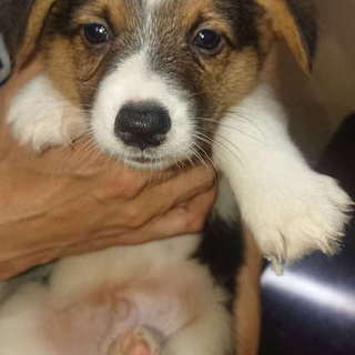 2019年3月25日生まれ コーギーの男の子 ③