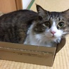 めろんにゃん
