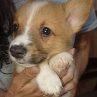 2019年3月25日生まれ コーギーの男の子 ④