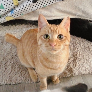 お口ぷっくりωが可愛い☆」埼玉県 - 猫の里親募集(258468) 1枚目の