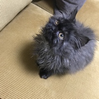 うに