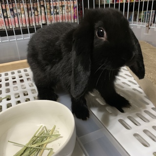 里親決まりました