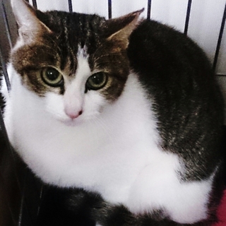 ★トライアル決定  とにかく美猫のひまわりちゃん！