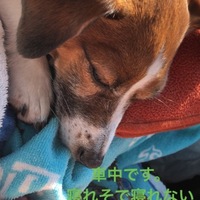 アン