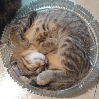 とても美人　ちょこっとﾍﾞﾝｶﾞﾙ　