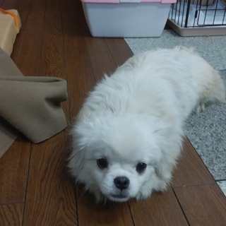 ﾍﾟｷﾆｰｽﾞ×ﾏﾙﾁｰｽﾞ　女の子