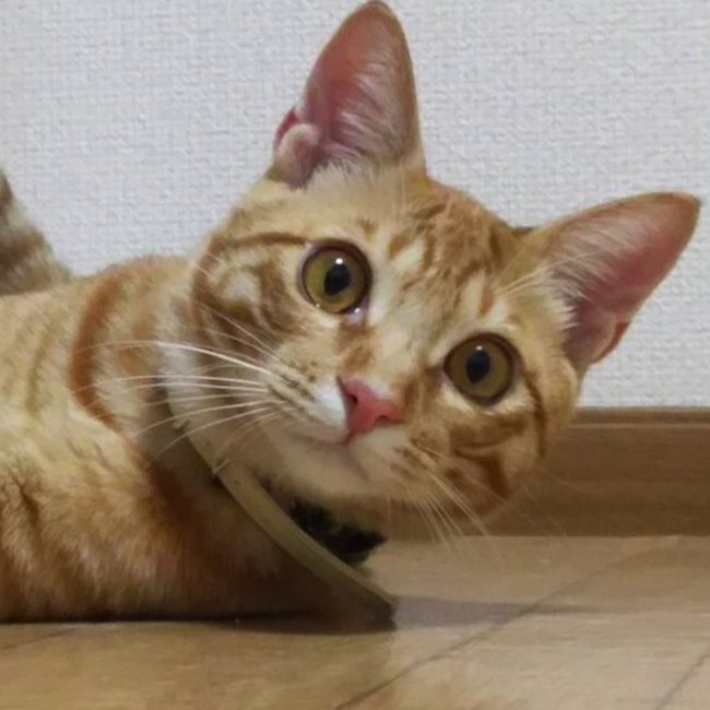 さゆきのカバー写真