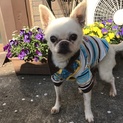 愛嬌のあるお顔立ちが愛らしいチワワ♪ マフィンくん