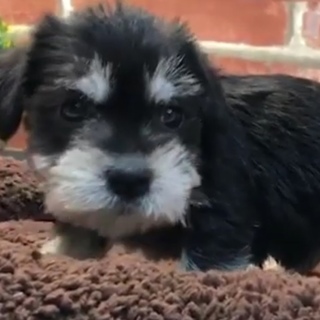 Mix子犬里親募集