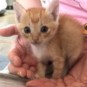 至急！尼崎市。茶トラの子猫