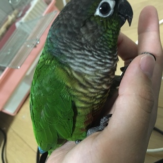 ホオミドリの里親募集